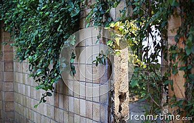 Wall of the deserted house Stock Photo