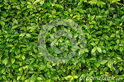 Green leaf wall of Ficus shrub plant, closeup image for greenery background Stock Photo