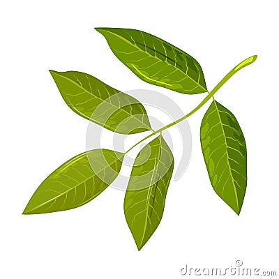 Green leaf of walnut tree. Discover amazing nature. Urban gardening, greening concept. Vector Illustration