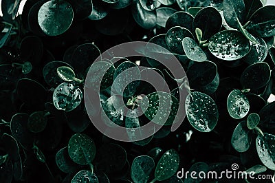 Green leaf with water drop background Stock Photo