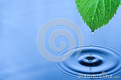 Green leaf water drops Stock Photo