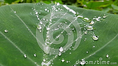 Green leaf water drops abstract Stock Photo