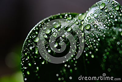 Green leaf with water drops for background Stock Photo