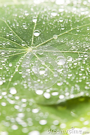 Green Leaf Water Drops Background Stock Photo