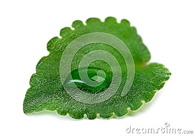 Green leaf with water drops macro Stock Photo