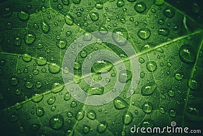 Green leaf with waterdrops after rain Stock Photo