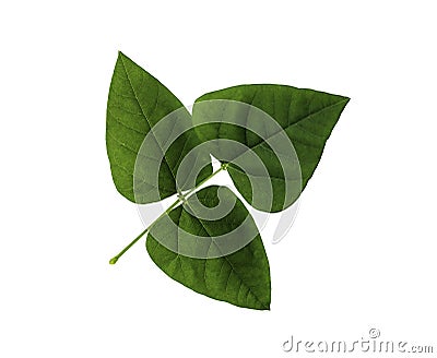 Green leaf of Winged bean isolated Stock Photo