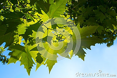 Green leafe of maple in sunny day. Stock Photo