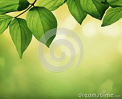 Leafes with soft backlight in the morning Stock Photo