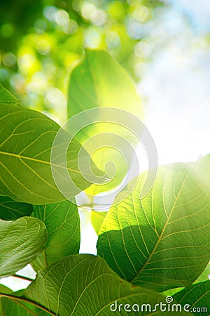 Green leafes in sunny day Stock Photo