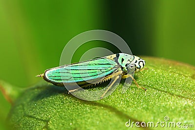 Green Leafhopper Bug Graphocephala atropunctata blue-green sharpshooter bug Stock Photo