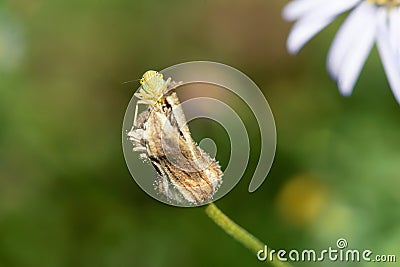 Green leafhopper Stock Photo
