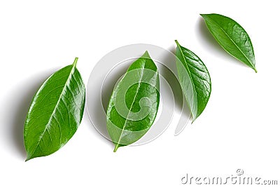 Green leafs Stock Photo