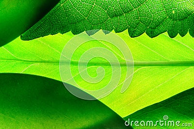 Green leafs Stock Photo