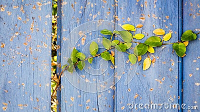 Green leafs climbing a wooden wall Stock Photo