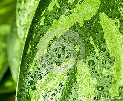 The green leafs with drops. Green leaves background. Stock Photo