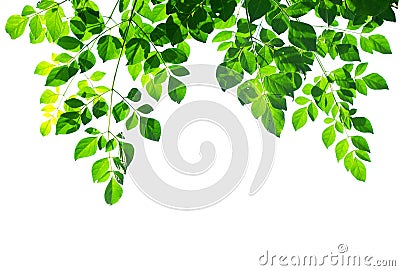 Green leafs isolated Stock Photo