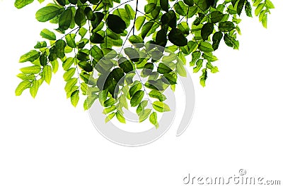 Green leafs isolated Stock Photo