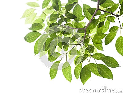 Green leafs isolated Stock Photo