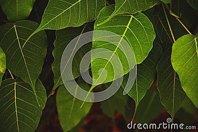 Green leafs Stock Photo