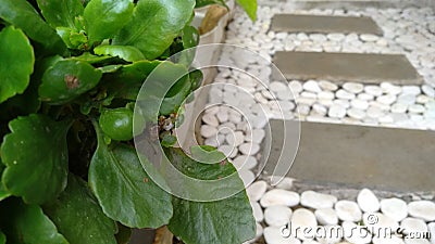 Green leafs in my little garden Stock Photo