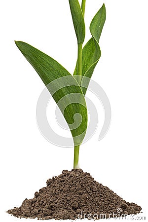 Green leafs of tulip flower growing from heap of soil, isolated on white background Stock Photo