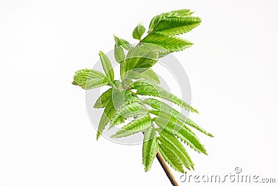 Green leafs at the twig rowan berry. Stock Photo