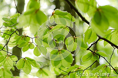 Green leafs Stock Photo