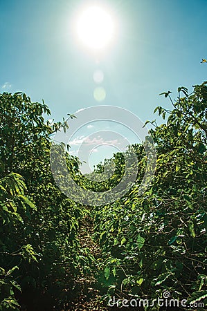 Green leafy coffee trees without beans Stock Photo