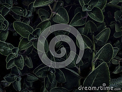 Green leafy moody leaf stay home photos safe green safe earth garden green go green Stock Photo