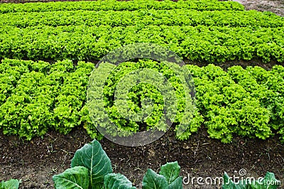 Green leafy vegetables Stock Photo