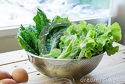 Green leafy vegetables with eggs Stock Photo