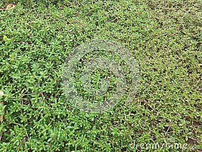 Green leafy vegetables on the ground. Stock Photo