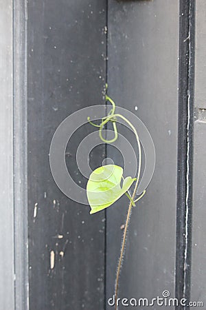 Green leafy vines that propagate at home Stock Photo