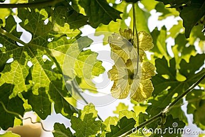 Green leave Balsam apple on blue Cloud sky background Stock Photo
