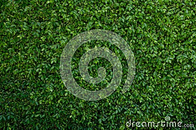 Green leave cover the wall Stock Photo