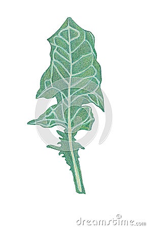 Green leave of dandelion. Botanical illustration. Drawing with colored pencils Cartoon Illustration