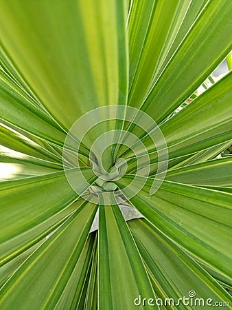 Green leave Stock Photo