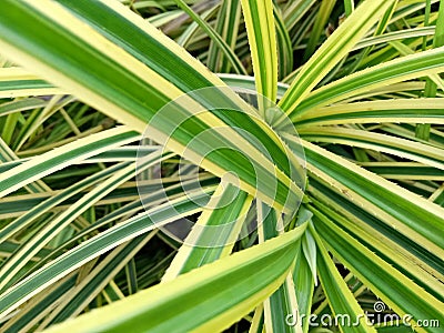 Green leave Stock Photo