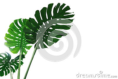 Green leave of Monstera plant or split-leaf philodendron Monstera deliciosa the tropical foliage houseplant isolated on white Stock Photo