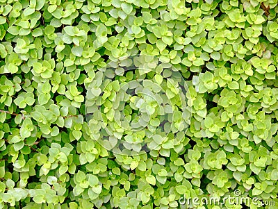 Green leave texture Stock Photo