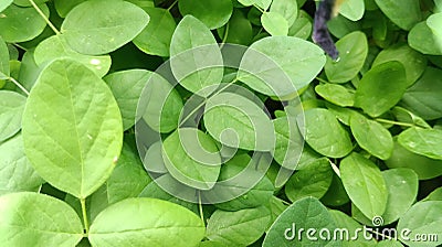 Green leave wallpaper beckground Stock Photo