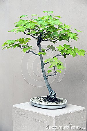 Green leaved Bonsai tree in white pot Stock Photo