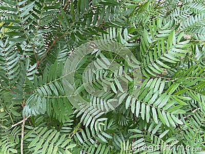 Green leaved fern plant. Stock Photo