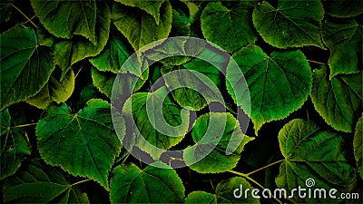 A leaf (plural leaves) is a dorsiventrally flattened organ of a vascular plant. Stock Photo