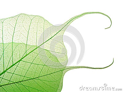 Green leaves Stock Photo