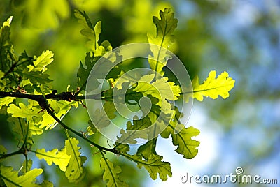 Green leaves Stock Photo