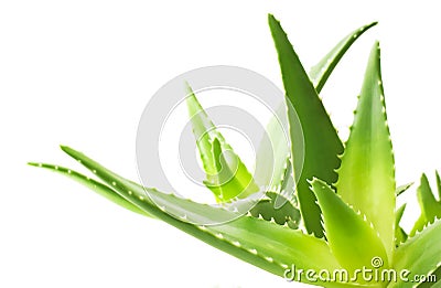 Green leaves of aloe plant Stock Photo
