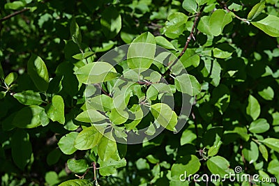 Green leaves of apple tree. Young foliage in spring Stock Photo