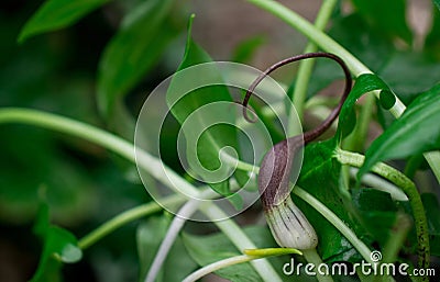 green leaves of Arisarum simorrhinum, friar cowl Stock Photo